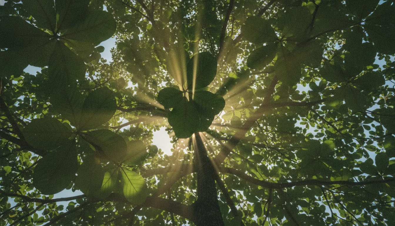 Sunlight streaming through dense leafy canopy